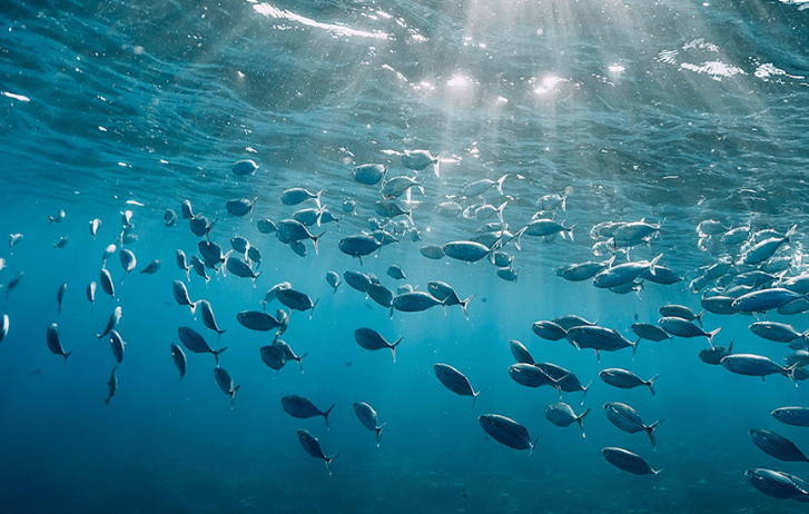 Water and Marine Conservation