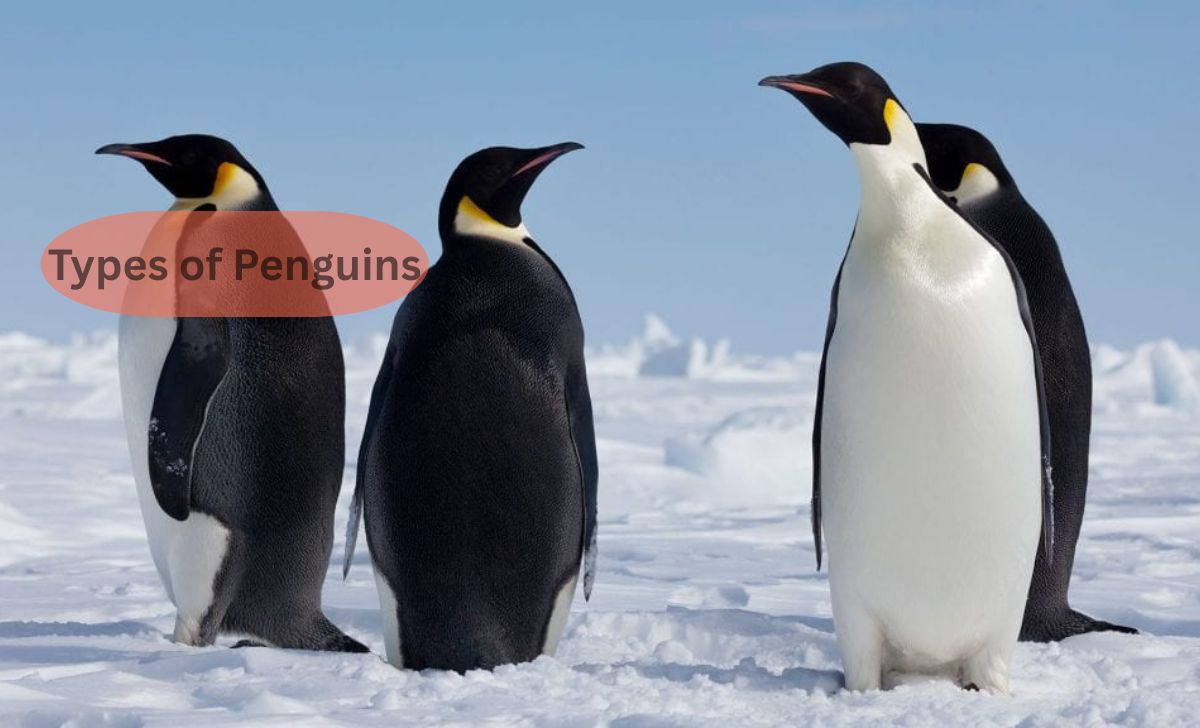 Types of Penguins