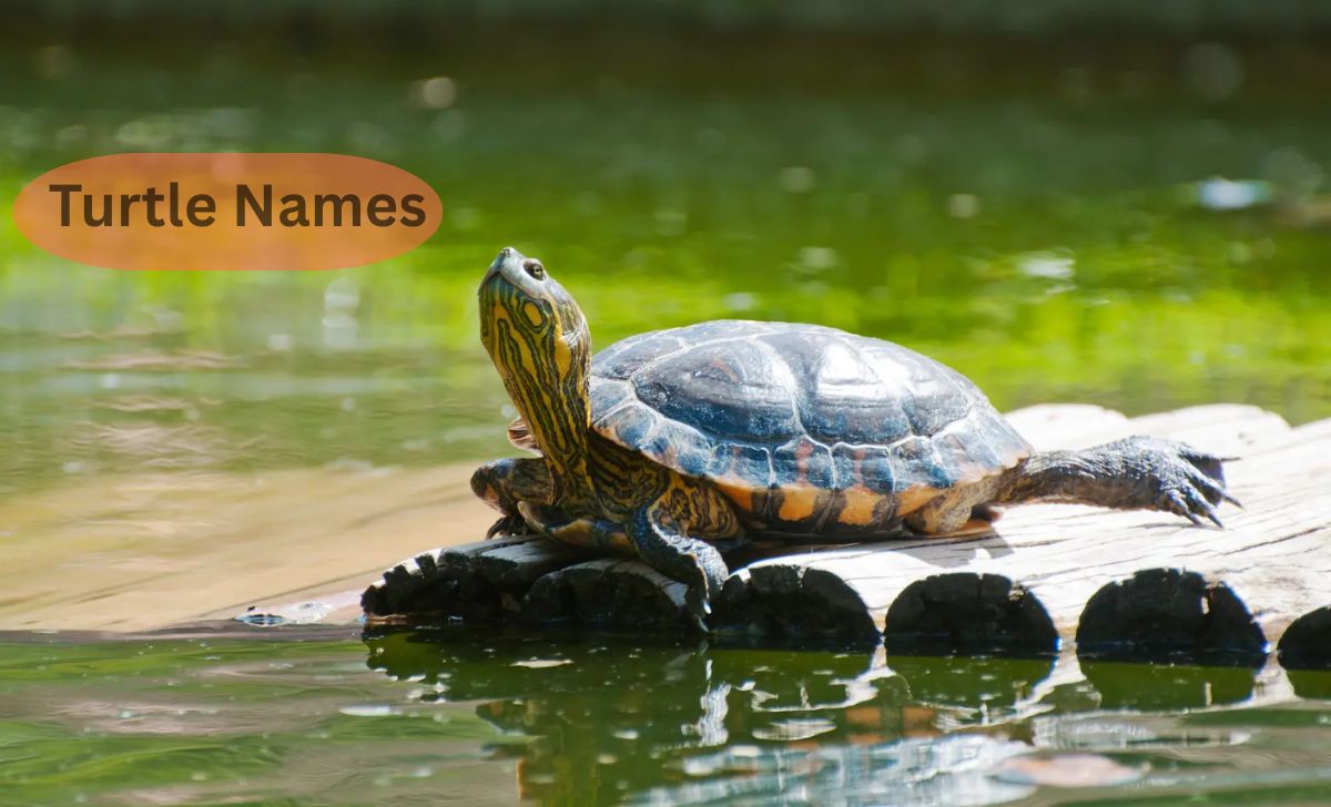 Turtle Names