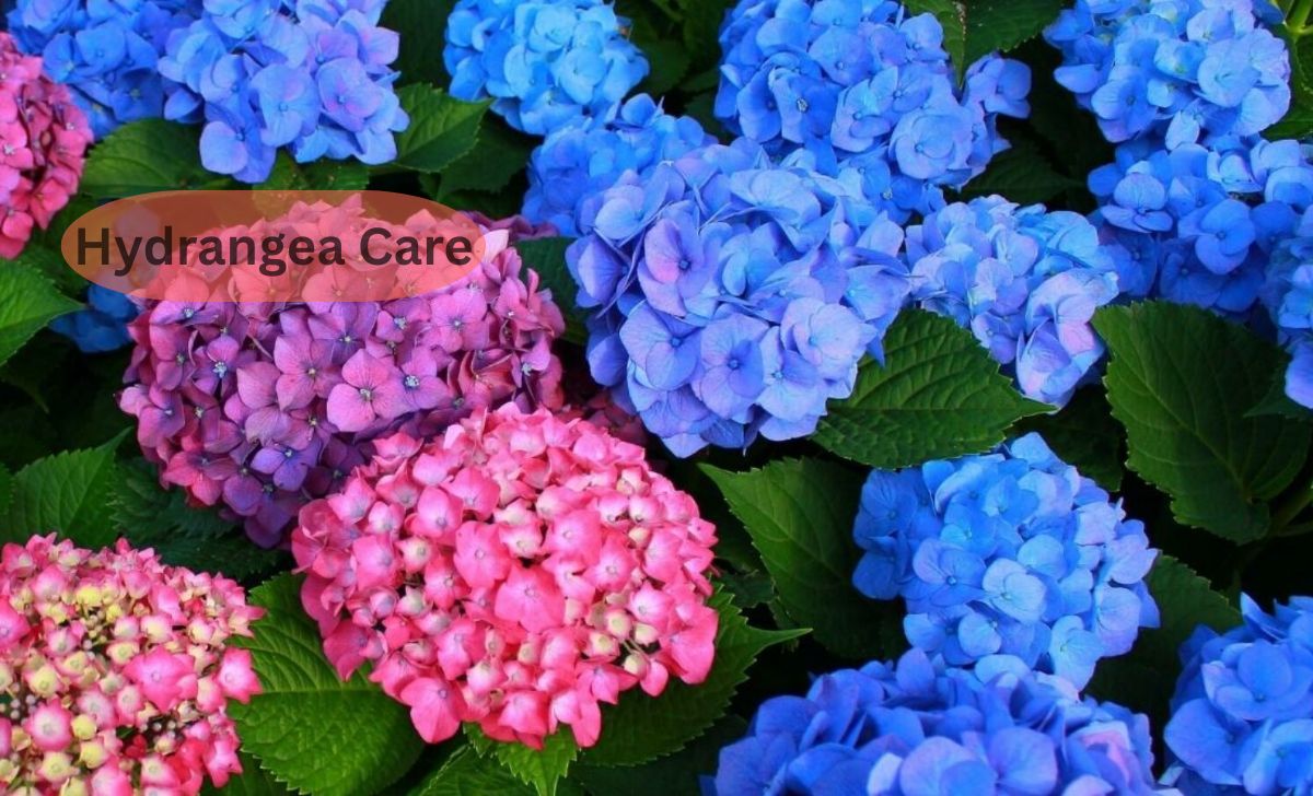 Hydrangea Care