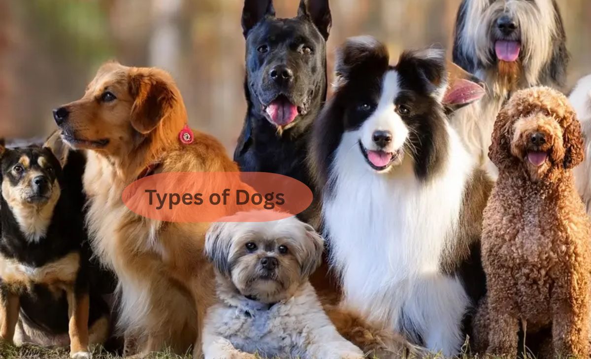 Types of Dogs