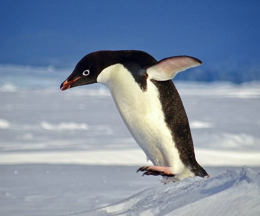 Understanding the Adélie Penguin