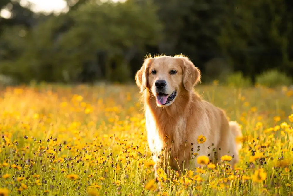 Choosing the Right Dog Breed for You