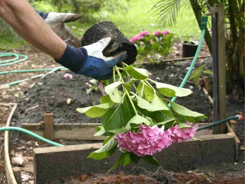 Soil and Planting Requirements for Hydrangeas