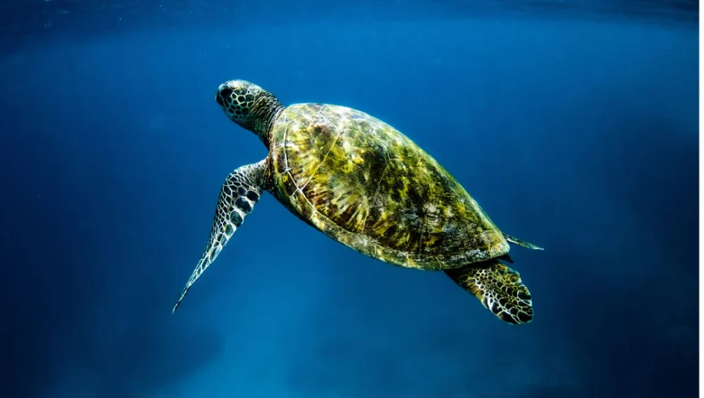 Unique and Creative Turtle Names