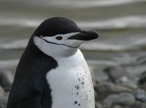 Lesser-Known Penguin Species to Explore