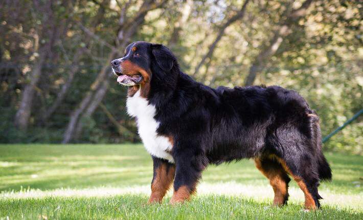 Large Dog Breeds for Homes with Space