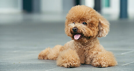 Small Dog Breeds for Apartment Living