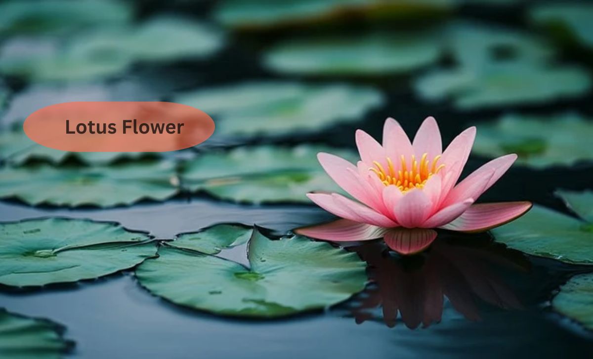 Lotus Flower