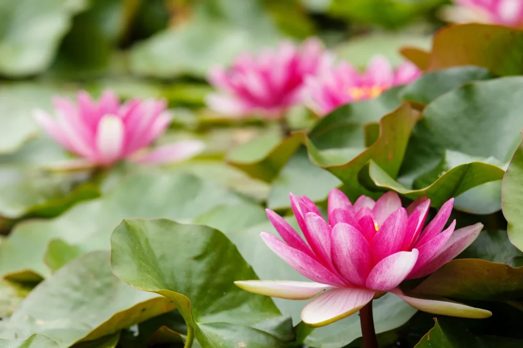 What Is a Lotus Flower?